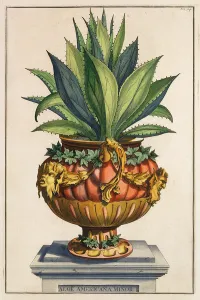 Aloe Americana Minor, from Phytographia Curiosa Aloe Americana Minor, from Phytographia Curiosa