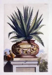 Aloe Ferox, from Phytographia Curiosa, published 1702 (coloured engraving) Aloe Ferox, from Phytographia Curiosa, published 1702 (coloured engraving)