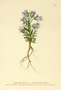 Alpine Bellflower (Campanula alpina) (colour litho) Alpine Bellflower (Campanula alpina) (colour litho)