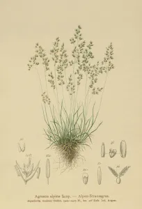 Alpine Bentgrass (Agrostis alpina, Aira flavescens) (colour litho) Alpine Bentgrass (Agrostis alpina, Aira flavescens) (colour litho)