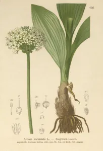 Alpine Leek (Allium victorialis, Allium victoriale, Cepa victorialis, Geboscon triphylum Alpine Leek (Allium victorialis, Allium victoriale, Cepa victorialis, Geboscon triphylum