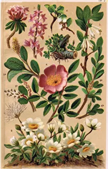 Alpine Plants, illustration from Alpine Flora by Professor C.S