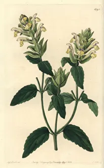 Alpine scutellaria - Alpine skullcap, Scutellaria alpina (Alpine scutellaria, hop-flowered variety) Alpine scutellaria - Alpine skullcap, Scutellaria alpina (Alpine scutellaria, hop-flowered variety)