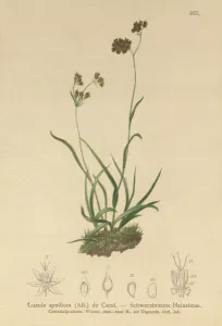 Alpine Wood-rush (Luzula alpinopilosa, Luzula spadicea) (colour litho) Alpine Wood-rush (Luzula alpinopilosa, Luzula spadicea) (colour litho)