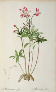 Alstraemeria Ligtu, from Les Liliacees by Pierre Redoute, 8 volumes, published 1805-16 Alstraemeria Ligtu, from Les Liliacees by Pierre Redoute, 8 volumes, published 1805-16