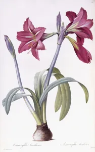Amaryllis Brasiliensis (Brazilian Amaryllis), 1802-1816 Amaryllis Brasiliensis (Brazilian Amaryllis), 1802-1816