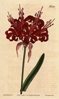 Amaryllis poppy color, with dark crimson flowers, flowering from a single foot. Originally from Cape of Good Esperance (South Africa).Poppy colored amaryllis, with deep crimson flowers blossoming from a single stem. A native of Cape of Good Hope
