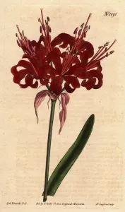 Amaryllis poppy color, with dark crimson flowers, flowering from a single foot Amaryllis poppy color, with dark crimson flowers, flowering from a single foot