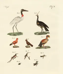 Ten American birds (coloured engraving) Ten American birds (coloured engraving)