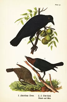 Color Lithograph Gallery: American crow, Corvus brachyrhynchos 1, and brown-headed cowbird, Molothrus ater, female 2