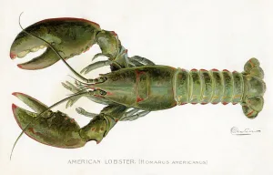 American Lobster (Homarus Americanus) Illustration by Sherman Foote Denton American Lobster (Homarus Americanus) Illustration by Sherman Foote Denton
