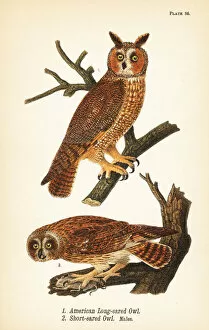 Color Lithograph Gallery: American long-eared owl, Asio otus 1, and short-eared owl with prey, Asio flammeus 2, males