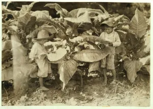 Amos 6 and Horace 4 worm and sucker tobacco plants all day for their father John Amos 6 and Horace 4 worm and sucker tobacco plants all day for their father John