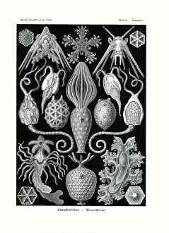 Echinoderms Gallery: Amphoridea, 1899-1904 (colour litho)