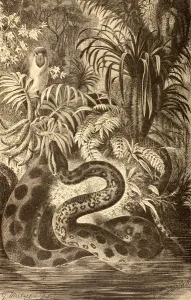 Anaconda looking for prey, from La Vida de los Animales, published in Spain c Anaconda looking for prey, from La Vida de los Animales, published in Spain c