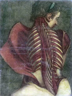 History Of Medicine Collection: Anatomical illustration