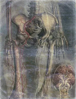 English School Gallery: Anatomical illustration