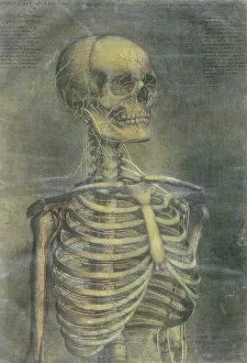 History Of Medicine Collection: Anatomical illustration