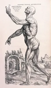 An Anatomical Illustration of the Human Muscular System An Anatomical Illustration of the Human Muscular System