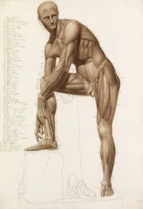 Anatomical Study: Human Musculature, in the Pose of Praxiteles ' Anatomical Study: Human Musculature, in the Pose of Praxiteles '