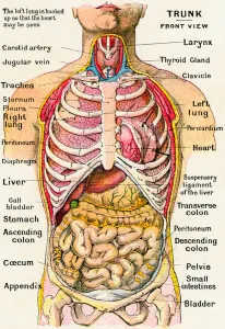 Anatomical View of the Human Torso, 1914 (engraving) Anatomical View of the Human Torso, 1914 (engraving)