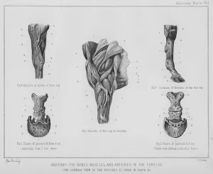 Anatomy, the bones, muscles, and arteries of the fore leg (litho) Anatomy, the bones, muscles, and arteries of the fore leg (litho)