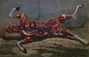 Anatomy of a horse, from Cours d'Hippiatrique ou Traite Complet de la Medecine