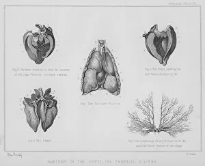 Anatomy of the horse, the thoracic viscera (litho)