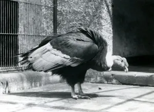 An Andean Vulture standing on the floor of its enclosure at London Zoo in July 1925 An Andean Vulture standing on the floor of its enclosure at London Zoo in July 1925