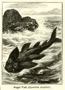 Boys Own Gallery: Angel fish (engraving)