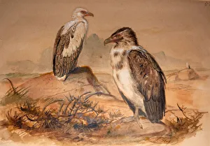 Angola Vulture (Gypohierax angolensis), 1856-67 (w/c on paper) Angola Vulture (Gypohierax angolensis), 1856-67 (w/c on paper)