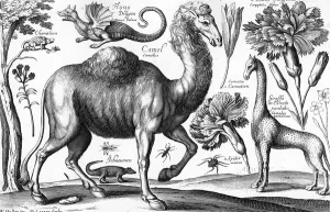 Animalium, Ferarum et Bestiarum, engraved by David Loggan, 1663 (engraving) Animalium, Ferarum et Bestiarum, engraved by David Loggan, 1663 (engraving)