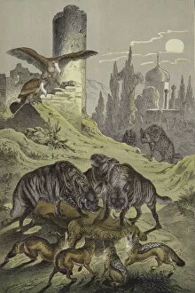 Animals of North Africa (colour litho)