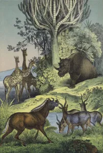 Animals and plants of the Abyssinian hill country (colour litho) Animals and plants of the Abyssinian hill country (colour litho)