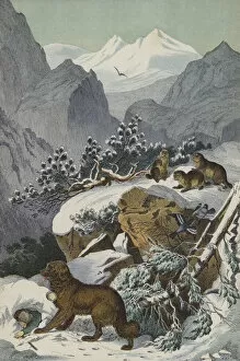 St Bernard Gallery: Animals and plants of the Alps (colour litho)
