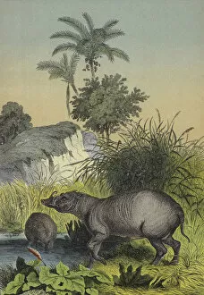 Animals and plants of the islands of Southern Asia (colour litho)