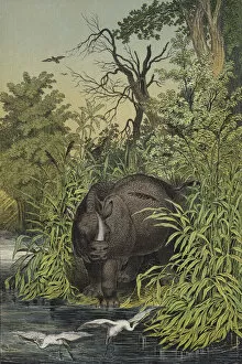 Animals and plants of the marshy regions of India (colour litho)