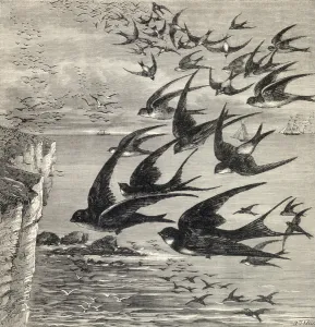 Annual migration of swallows, from Our Own Magazine, published 1885 (engraving) Annual migration of swallows, from Our Own Magazine, published 1885 (engraving)