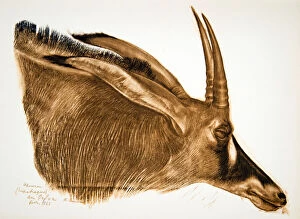 Alexander Yakovlev Gallery: Antilope Hippotrague (Am Dafok), from Dessins et Peintures d Afrique