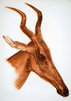 Alexander Yakovlev Gallery: Antilope Jackson (Am Dafok), from Dessins et Peintures d Afrique