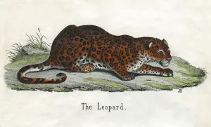 Antique Print of an African Leopard, 1859 (engraving) Antique Print of an African Leopard, 1859 (engraving)