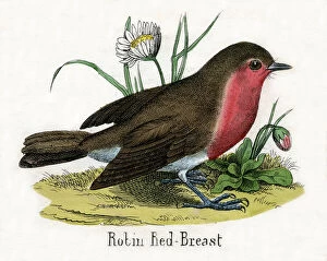 Erithacus Rubecula Gallery: Antique Print of a European Robin, 1859 (engraving)