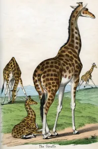 Antique Print of Giraffes, 1859 (coloured engraving) Antique Print of Giraffes, 1859 (coloured engraving)