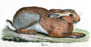 Antique Print of a Hare, 1859 (coloured engraving) Antique Print of a Hare, 1859 (coloured engraving)