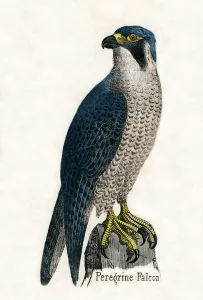 Antique Print of a Peregrine Falcon, 1859 (engraving) Antique Print of a Peregrine Falcon, 1859 (engraving)