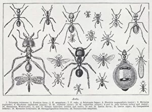Related Images Collection: Ants (litho)