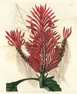 Aphelandra arborea (Crested aphelandra, Aphelandra cristata). Handcoloured copperplate engraving by S