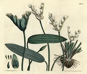 Aponogeton fragrant - Cap-pondweed, Aponogeton distachyos (Forked-flowered aponogeton, Aponogeton distachyon)