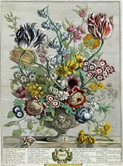 Related Images Collection: April, from Twelve Months of Flowers, 1730 (colour engraving)