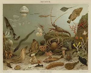 Sea Cucumber Gallery: Aquarium (colour litho)